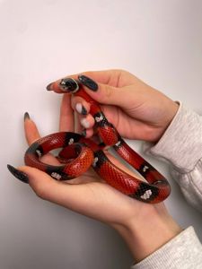 Молочна змія, королівська змія, ручна змія, каліфорнійська, гондураська, нігріта та інші