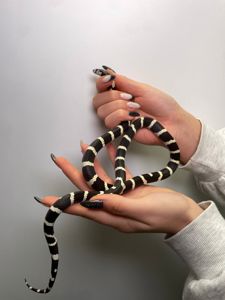 Молочна змія, королівська змія, ручна змія, каліфорнійська, гондураська, нігріта та інші