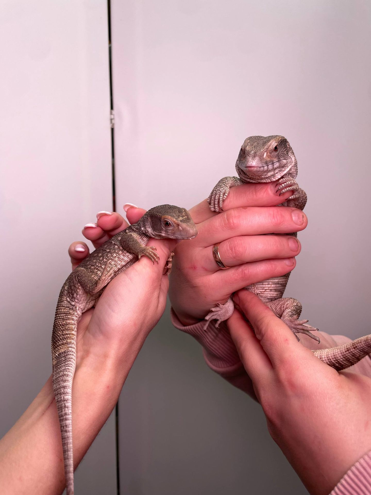 Ручний капський варан, степовий варан, ящірка варан, домашня ящірка, варан Боска