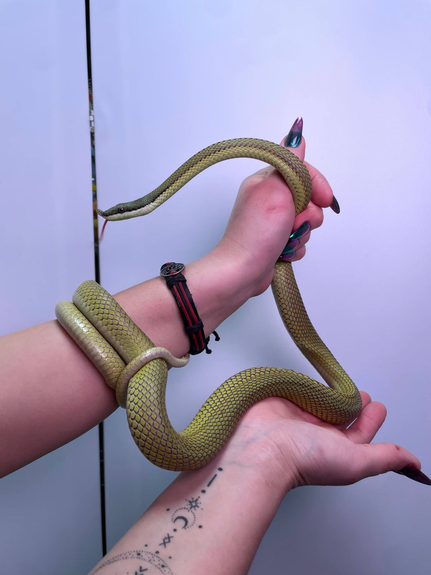 Аргентинський філодріас, філодріас бароні, довгоносий філодріас змія, зелена змія