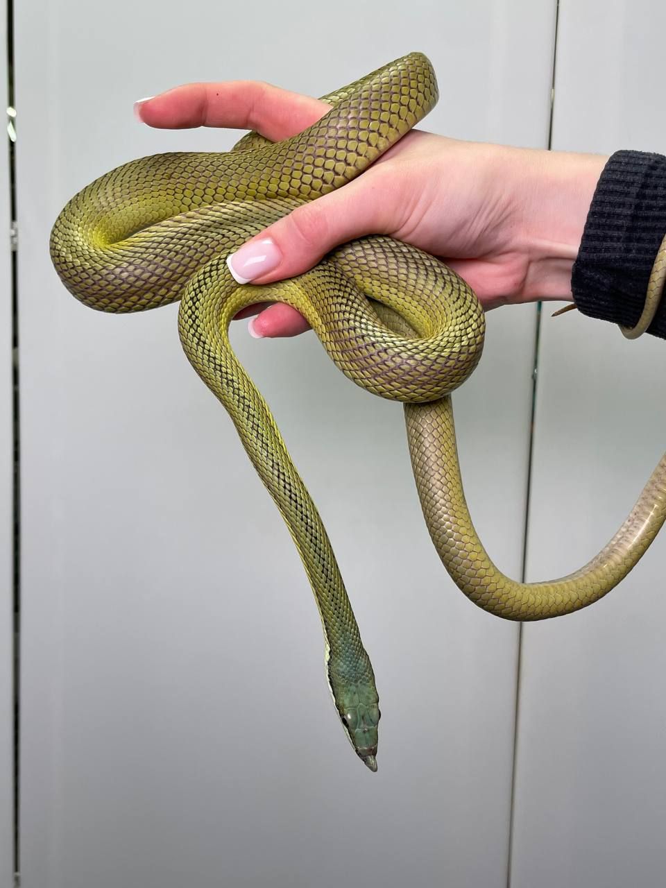 Аргентинський філодріас, філодріас бароні, довгоносий філодріас змія, зелена змія