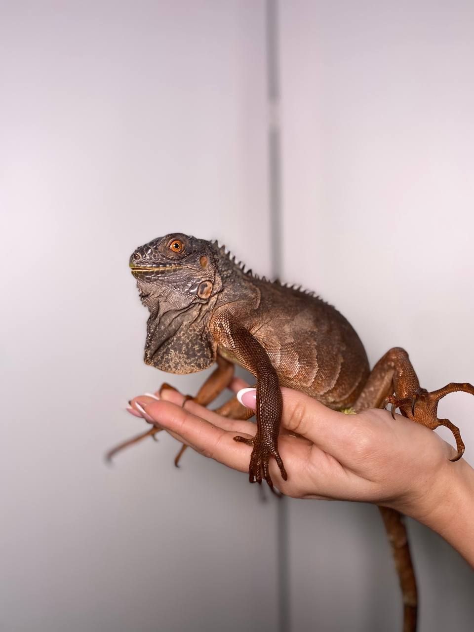 Ігуана ручна, велика ящірка, ігуана червона, зелена ігуана, звичайна ігуана
