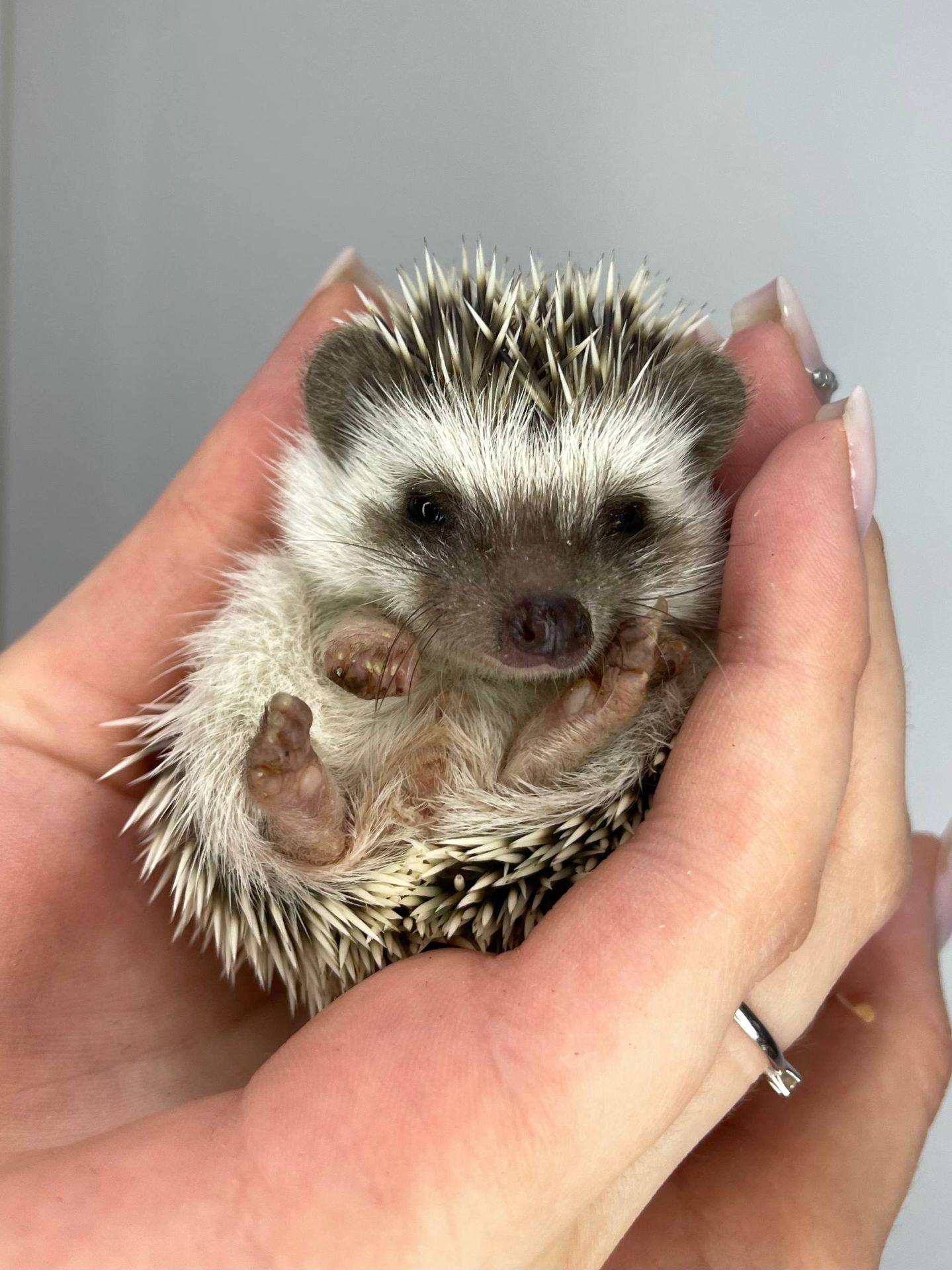 Ручний африканський їжачок, домашній декоративний їжак, маленькі їжачки різного віку та статті