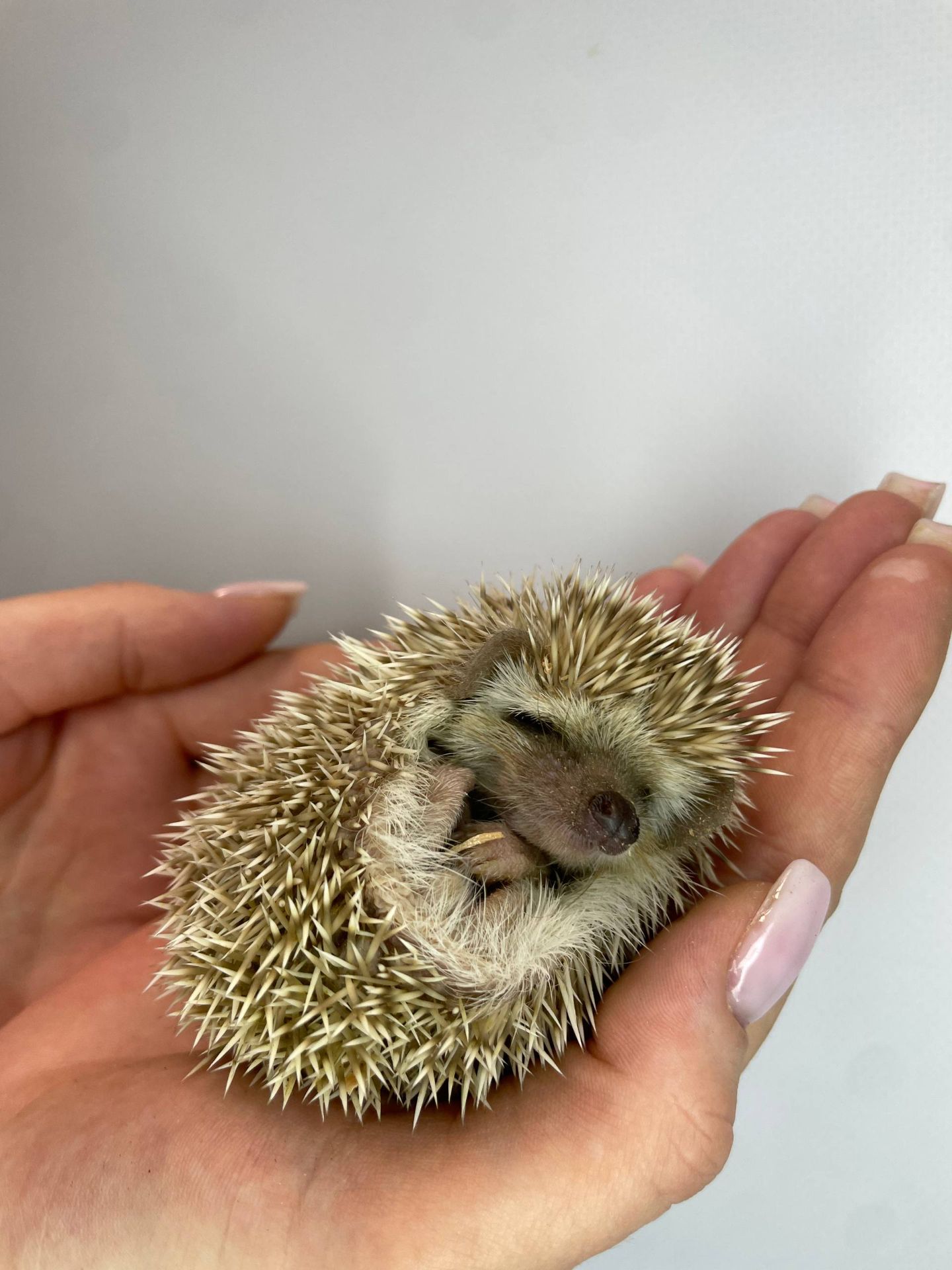 Ручний африканський їжачок, домашній декоративний їжак, маленькі їжачки різного віку та статті