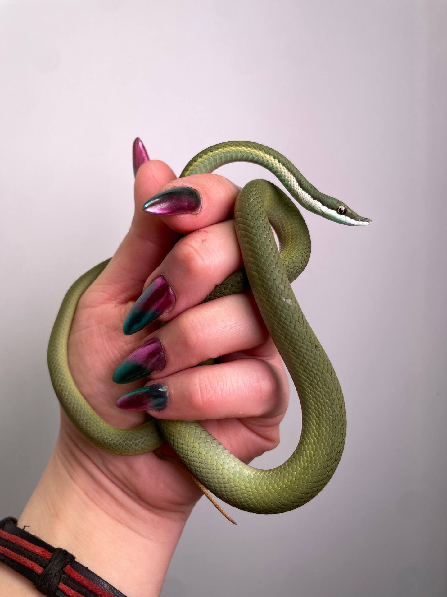 Аргентинський філодріас, філодріас бароні, довгоносий філодріас змія, зелена змія