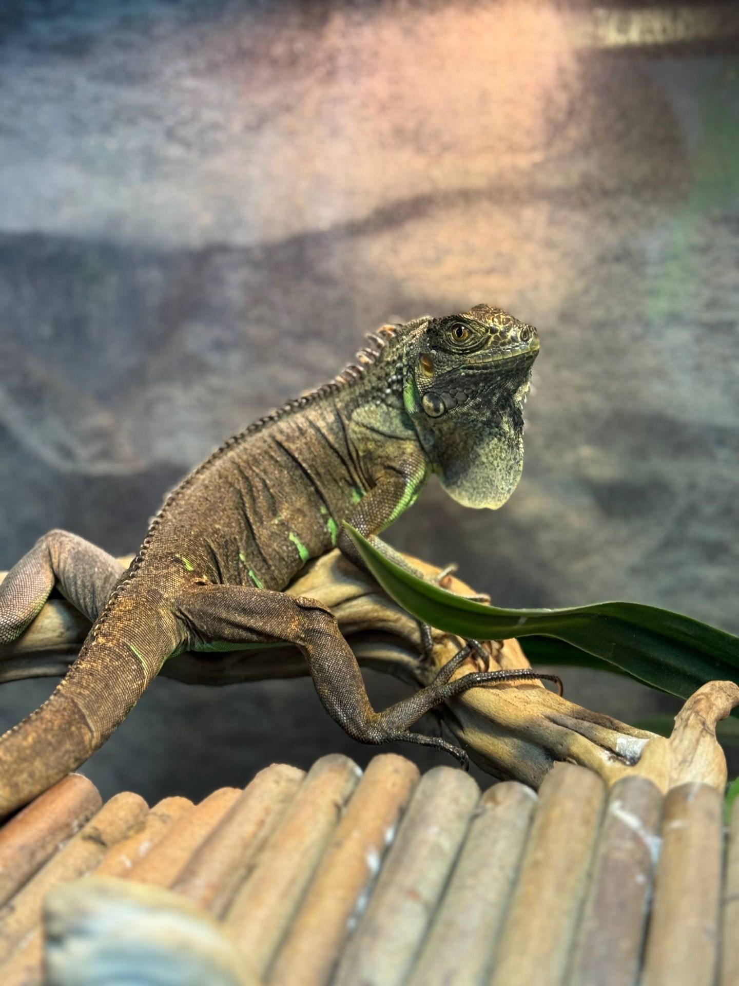 Ігуана ручна, велика ящірка, ігуана червона, зелена ігуана, звичайна ігуана
