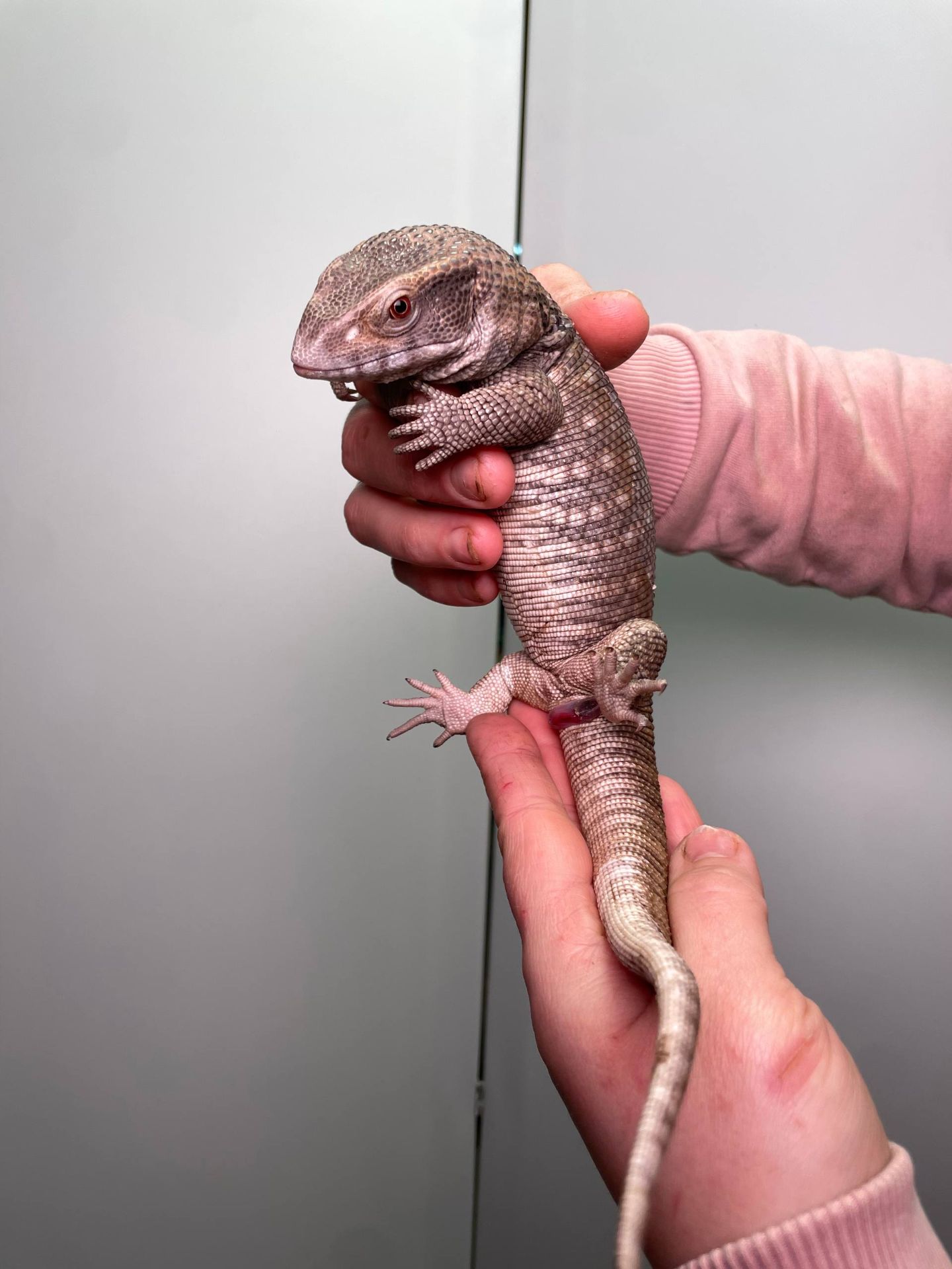 Ручний капський варан, степовий варан, ящірка варан, домашня ящірка, варан Боска