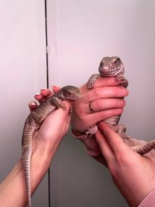 Ручний капський варан, степовий варан, ящірка варан, домашня ящірка, варан Боска