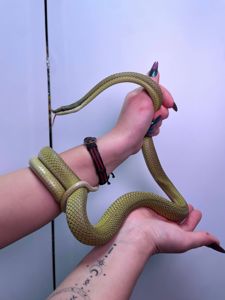 Аргентинський філодріас, філодріас бароні, довгоносий філодріас змія, зелена змія