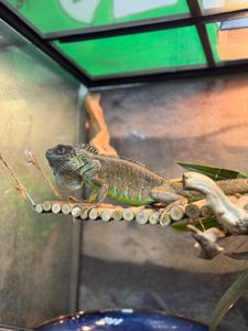 Ігуана ручна, велика ящірка, ігуана червона, зелена ігуана, звичайна ігуана