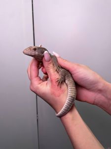 Ручний капський варан, степовий варан, ящірка варан, домашня ящірка, варан Боска