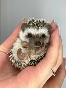 Ручний африканський їжачок, домашній декоративний їжак, маленькі їжачки різного віку та статті