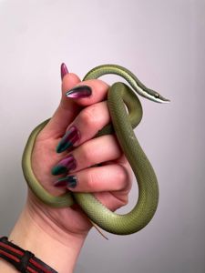 Аргентинський філодріас, філодріас бароні, довгоносий філодріас змія, зелена змія