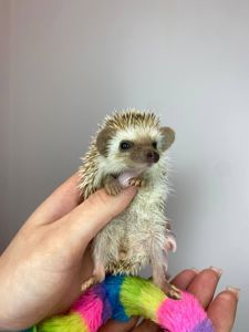 Ручний африканський їжачок, домашній декоративний їжак, маленькі їжачки різного віку та статті