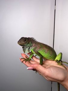 Ігуана ручна, велика ящірка, ігуана червона, зелена ігуана, звичайна ігуана