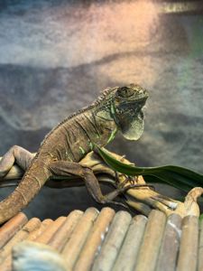Ігуана ручна, велика ящірка, ігуана червона, зелена ігуана, звичайна ігуана