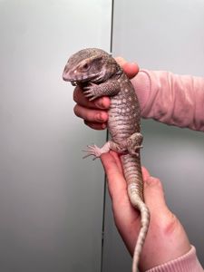 Ручний капський варан, степовий варан, ящірка варан, домашня ящірка, варан Боска