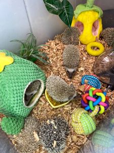 Ручний африканський їжачок, домашній декоративний їжак, маленькі їжачки різного віку та статті