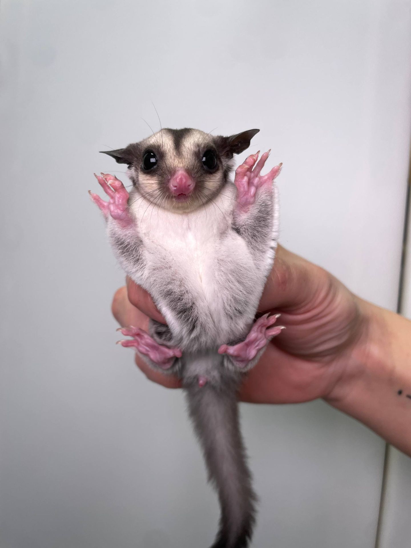 Білочка летяга, цукровий поссум, ручна білочка, сахарный посум