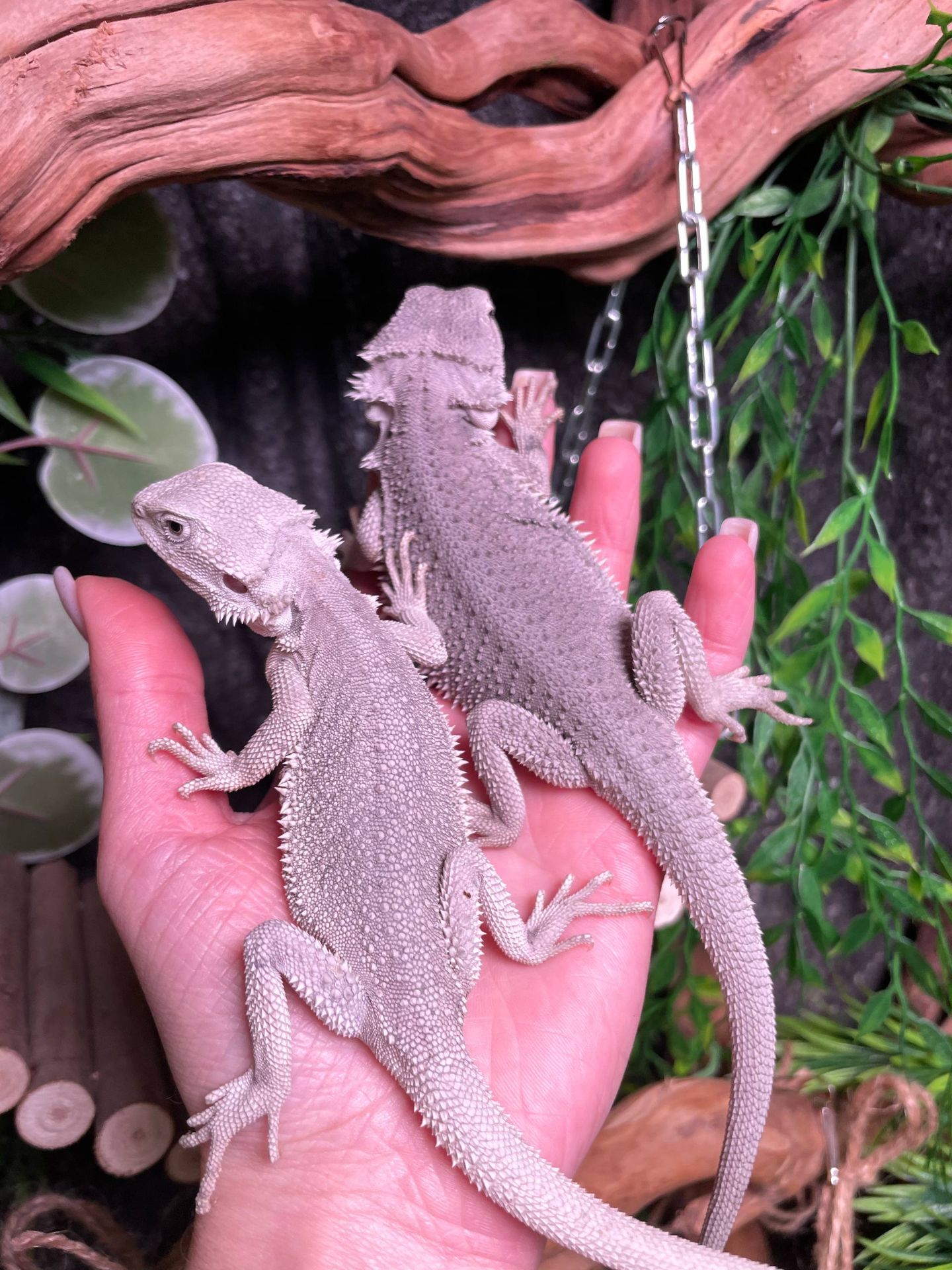 Контактна бородата агама, бородатий дракон, червона агама, біла агами, морфні ручні агами, pogona