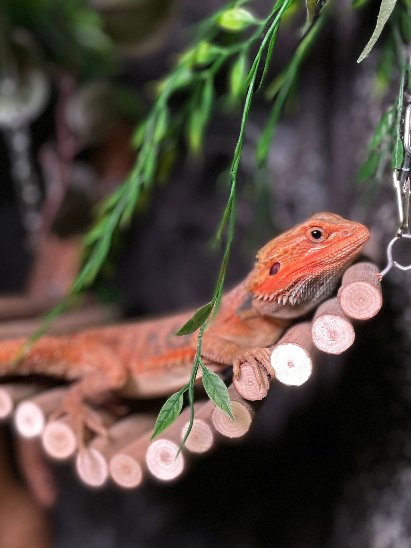 Контактна бородата агама, бородатий дракон, червона агама, біла агами, морфні ручні агами, pogona