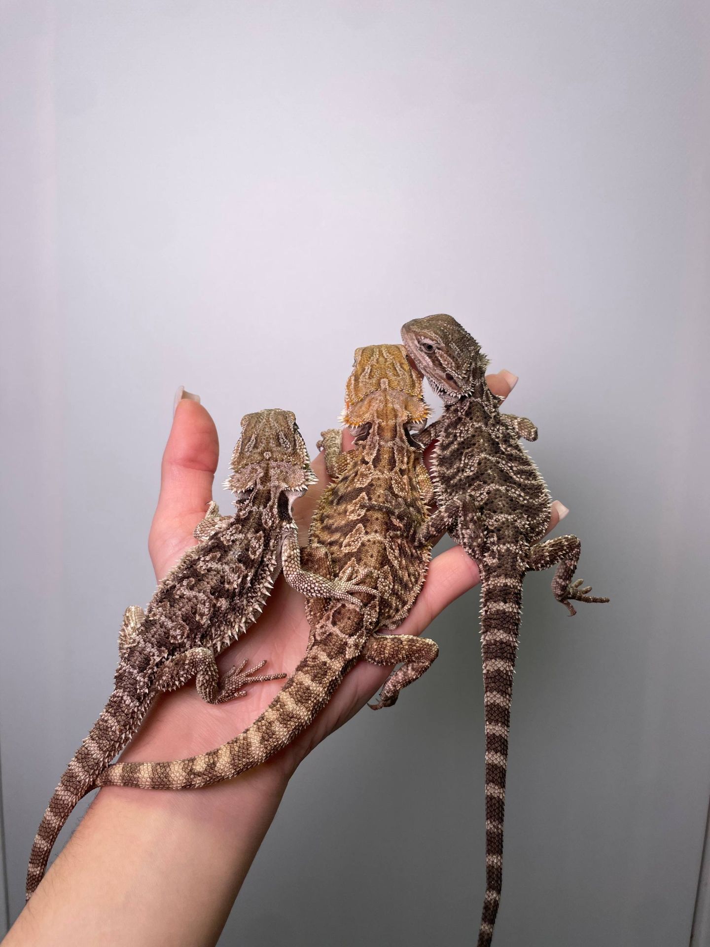 Контактна бородата агама, бородатий дракон, червона агама, біла агами, морфні ручні агами, pogona