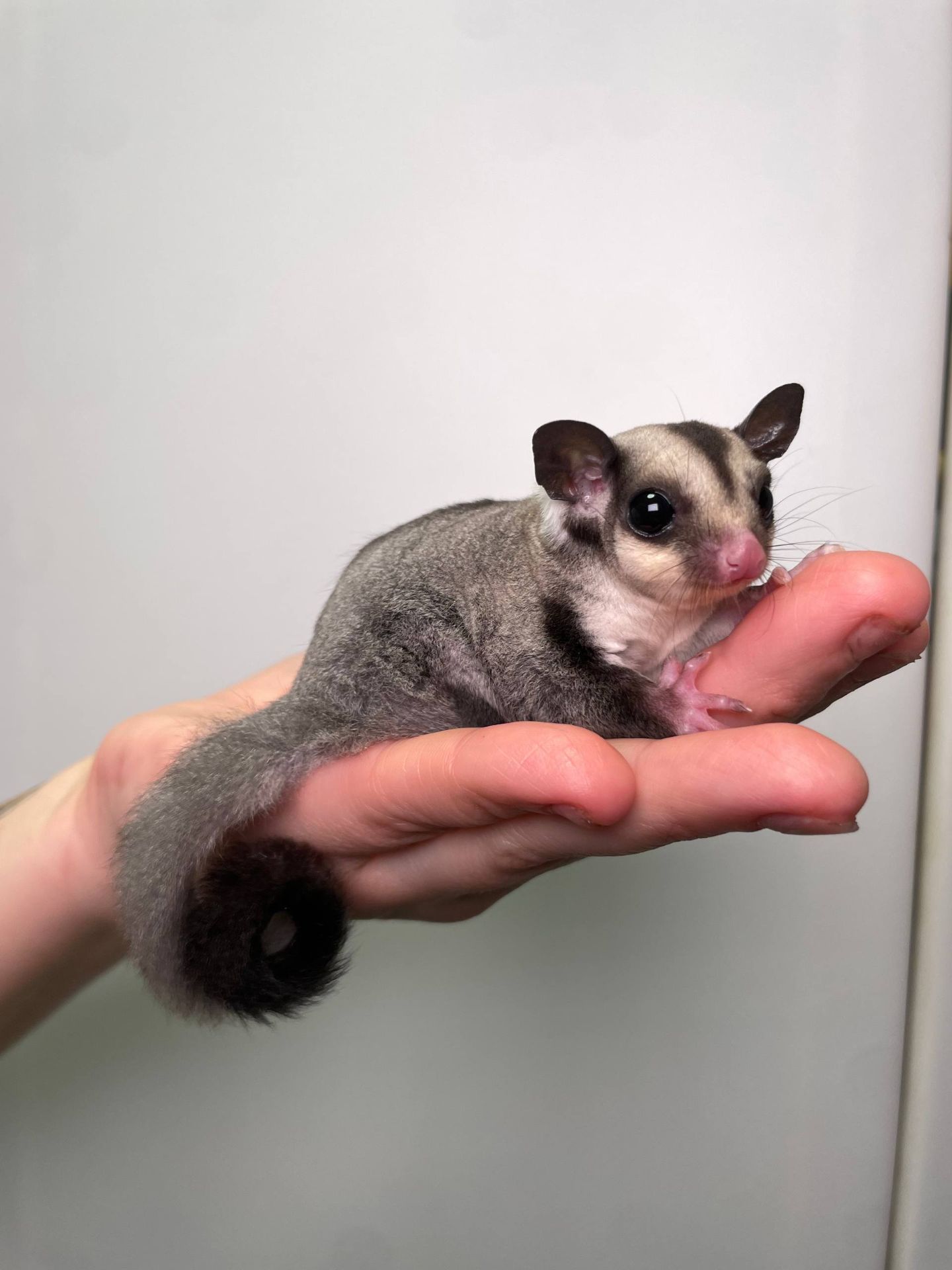 Білочка летяга, цукровий поссум, ручна білочка, сахарный посум