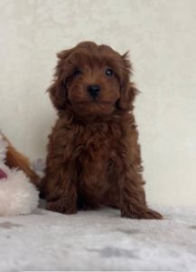 Щенки Мальтипу Ф2