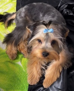 Мальчишка Йорк