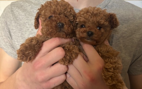 Цуценята той пуделя