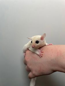 Білочка летяга, цукровий поссум, ручна білочка, сахарный посум