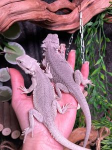 Контактна бородата агама, бородатий дракон, червона агама, біла агами, морфні ручні агами, pogona