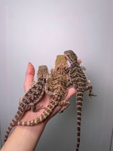 Контактна бородата агама, бородатий дракон, червона агама, біла агами, морфні ручні агами, pogona