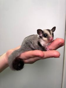 Білочка летяга, цукровий поссум, ручна білочка, сахарный посум