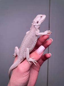 Контактна бородата агама, бородатий дракон, червона агама, біла агами, морфні ручні агами, pogona