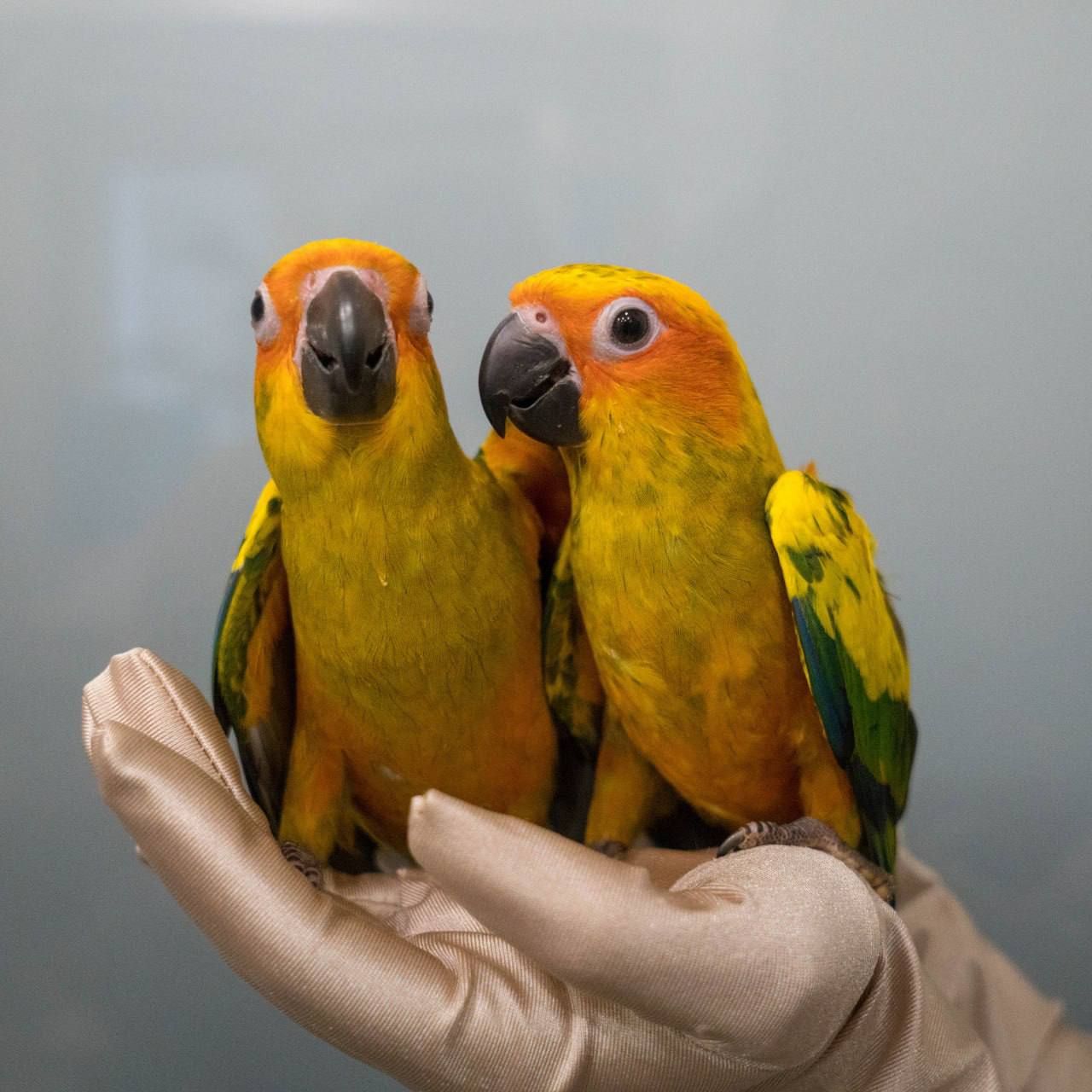 Ручний сонячний аратінга, аратинга, розмовляючий папуга, яскравий папуга, папуга для дітей