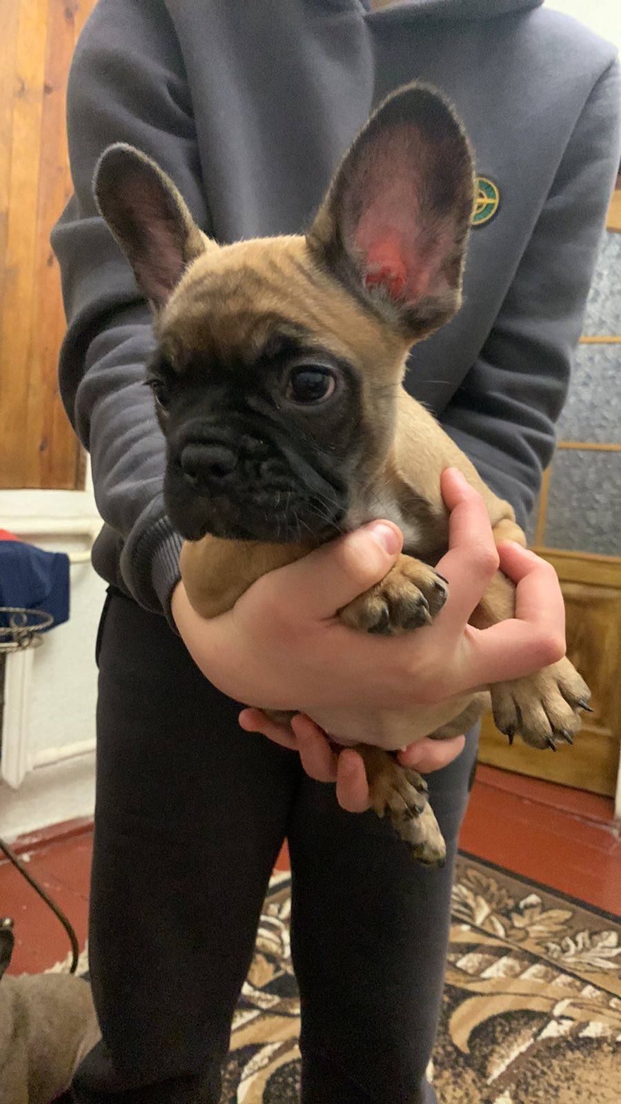 Цуценя французбкого бульдога