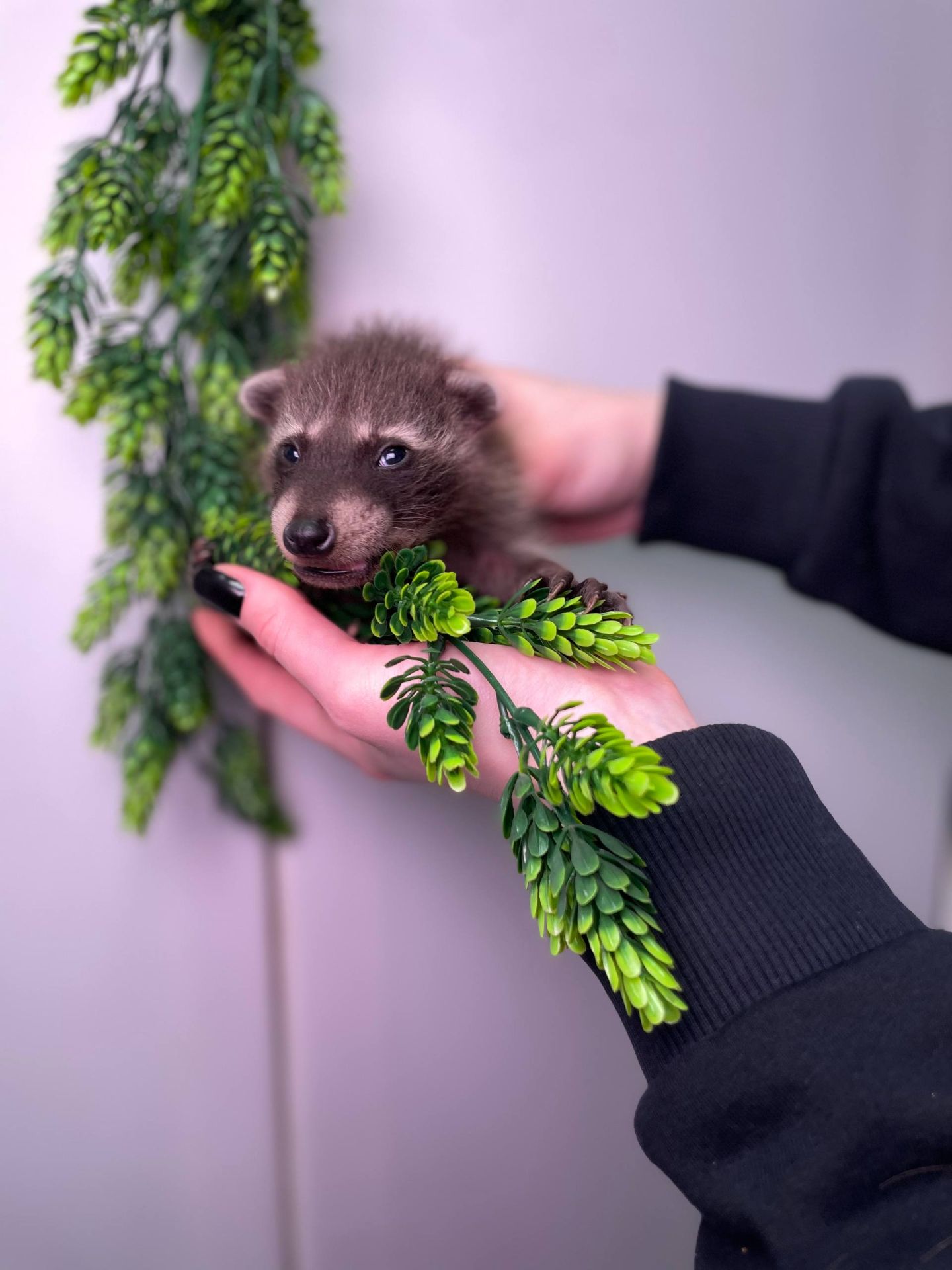 Ручні малята єнот полоскун, енот, єнотики, домашній єнот, дівчинка єнот, хлопчик єнот