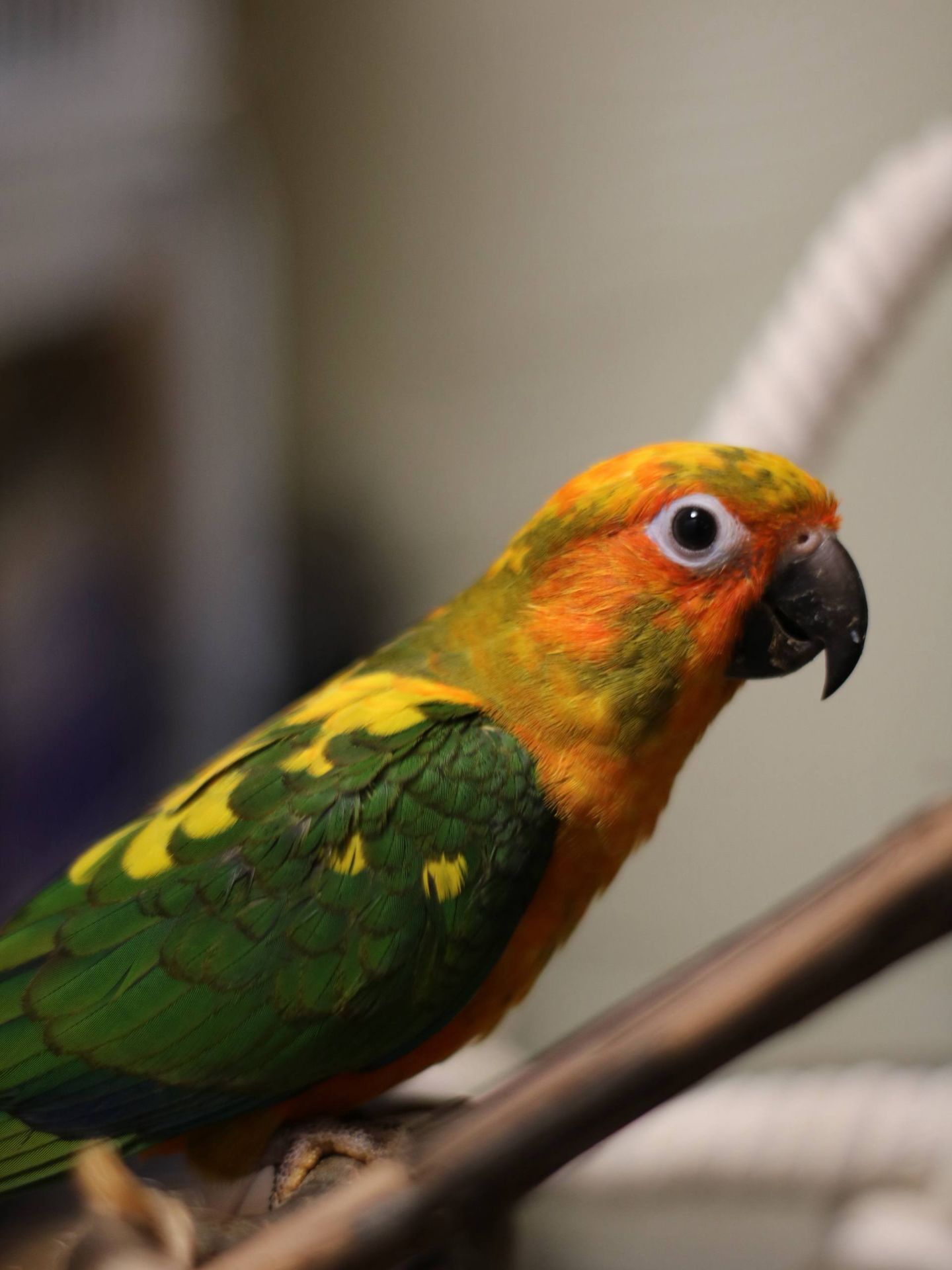 Ручний сонячний аратінга, аратинга, розмовляючий папуга, яскравий папуга, папуга для дітей