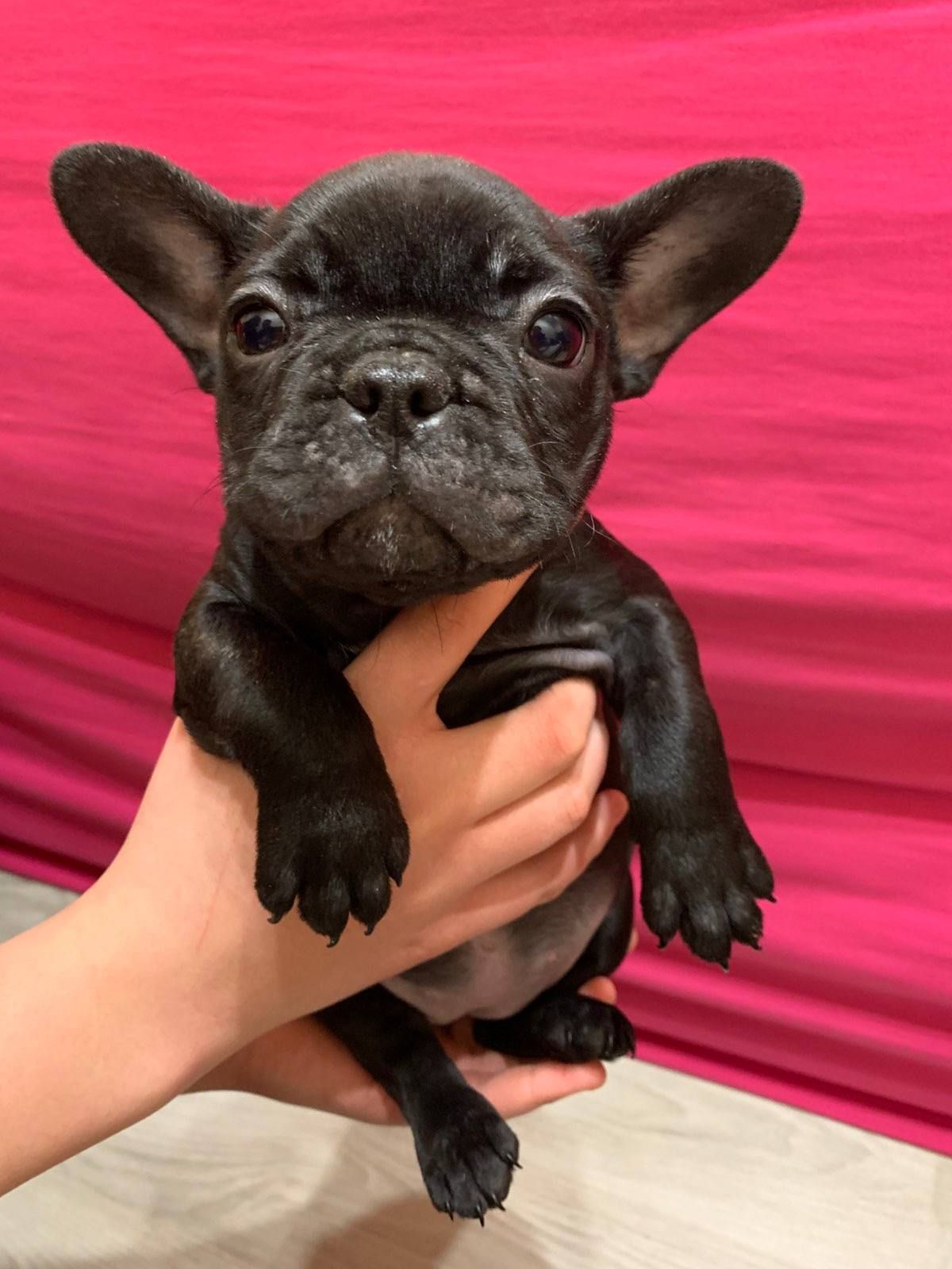 Цуценя французбкого бульдога