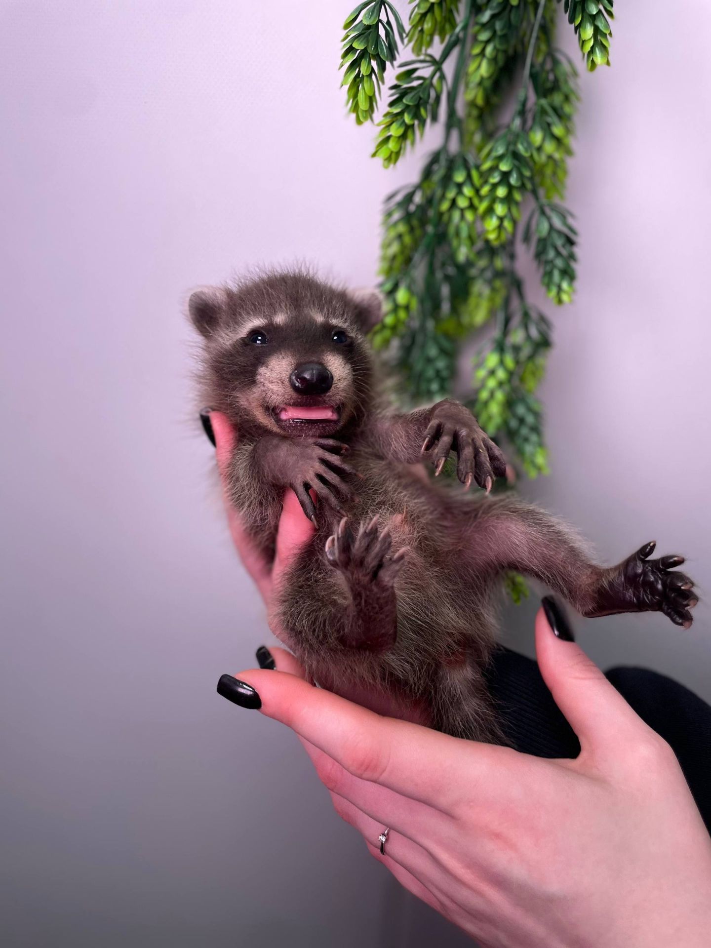Ручні малята єнот полоскун, енот, єнотики, домашній єнот, дівчинка єнот, хлопчик єнот