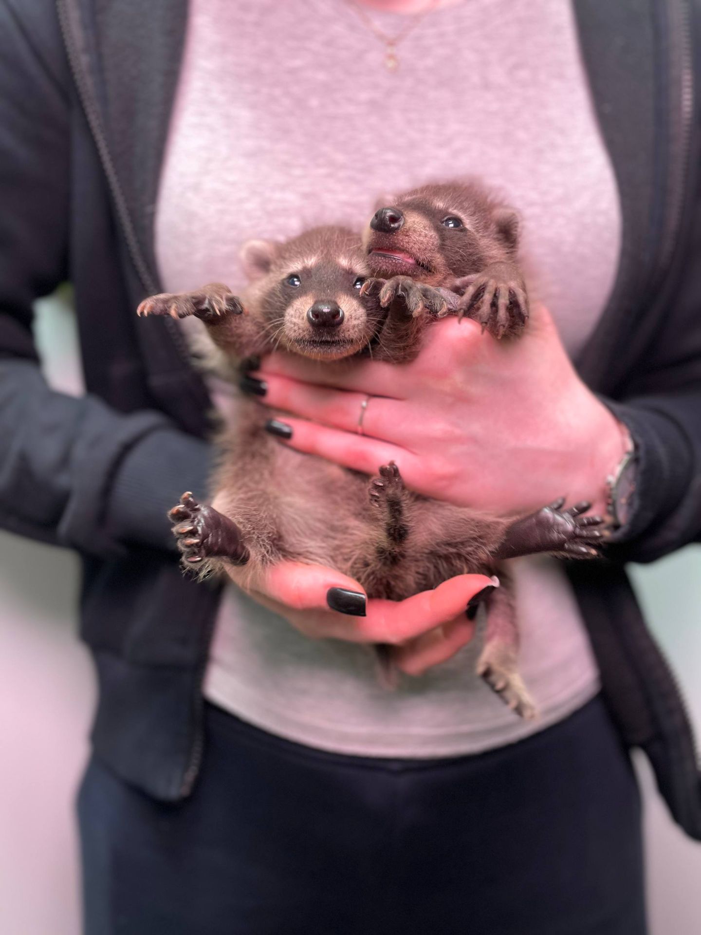 Ручні малята єнот полоскун, енот, єнотики, домашній єнот, дівчинка єнот, хлопчик єнот