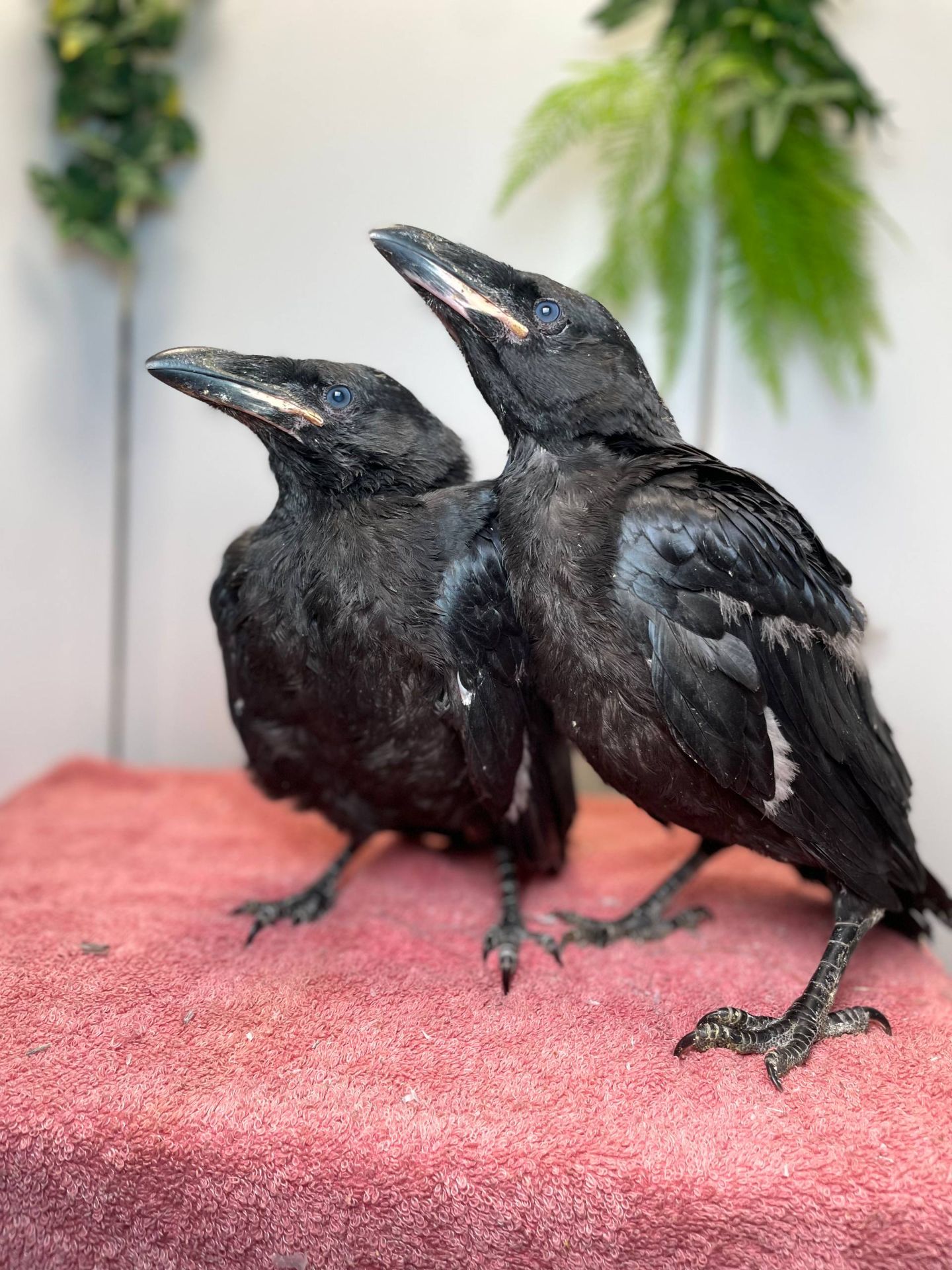 Розмовляючий ворон крук, домашній птах, ручний птах, чорний ворон домашній, ручний крук