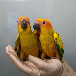 Ручний сонячний аратінга, аратинга, розмовляючий папуга, яскравий папуга, папуга для дітей