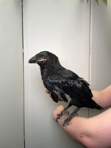 Розмовляючий ворон крук, домашній птах, ручний птах, чорний ворон домашній, ручний крук