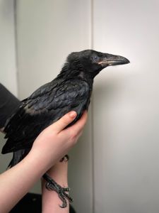 Розмовляючий ворон крук, домашній птах, ручний птах, чорний ворон домашній, ручний крук