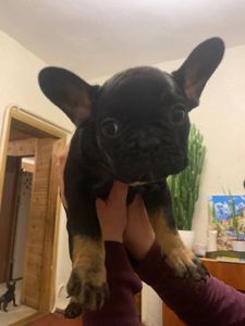 Цуценя французбкого бульдога
