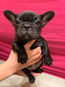 Цуценя французбкого бульдога