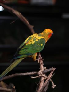 Ручний сонячний аратінга, аратинга, розмовляючий папуга, яскравий папуга, папуга для дітей