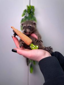 Ручні малята єнот полоскун, енот, єнотики, домашній єнот, дівчинка єнот, хлопчик єнот